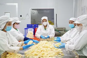 Workers process lotus roots for export at a plant. (Photo: SGGP)