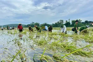 Police, military personnel, union members and members of local organizations join local officials in the fields to help farmers harvest their crops in Long Phung Commune, Quang Ngai Province. (Photo: SGGP)
