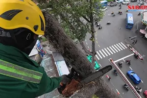 Workers prune branches of a tree standing more than 40 meters above the ground. (Photo: SGGP)