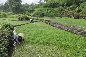Thanks to its rapid growth rate, rau liet (watercress) yields a regular harvest every 15 to 20 days.