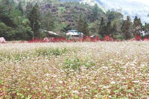 Buckwheat flowers bloom in full across the Dong Van Karst Plateau. (Photo: SGGP)