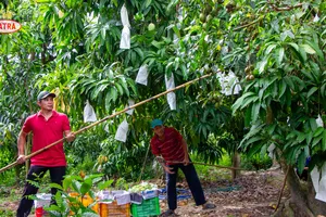 Cofidec đang tập trung phát triển các vùng nguyên liệu sạch tại Đồng bằng sông Cửu Long theo tiêu chuẩn GlobalGAP