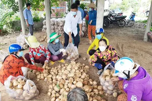 Bến Tre hỗ trợ tiêu thụ khoảng 200 tấn củ sắn cho bà con Thạnh Phú