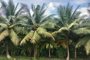 Bến Tre có diện tích dừa lớn nhất ở ĐBSCL, được xem là tiềm năng trong việc triển khai tín chỉ carbon