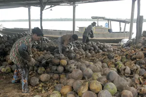 Vĩnh Long phấn đấu khoảng 70% sản lượng dừa sẽ được tiêu thụ qua hợp đồng liên kết. Ảnh: TÍN HUY