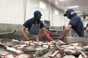 Giá trị sản xuất của ngành cá tra tỉnh Đồng Tháp ước đạt 8.802 tỷ đồng, tăng 2,86% so với năm 2023. Ảnh: TÍN HUY