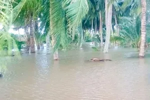 Triều cường dâng cao gây sạt lở, nước tràn vào gây ảnh hưởng đến diện tích vườn cây ăn trái của 29 hộ dân xã Mỹ Đức, huyện Càng Long