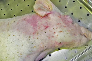 Ảnh minh hoạ. Nguồn Internet