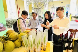 Dừa sáp được nhân giống bằng cách ươm từ trái không sáp theo cách truyền thống và nuôi cấy phôi hữu tính từ trái dừa sáp