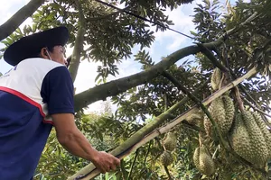 Vĩnh Long hoàn thành chuyển đổi 68 mã số vùng trồng sầu riêng và duy trì hoạt động 4 cơ sở đóng gói. Ảnh: TÍN HUY