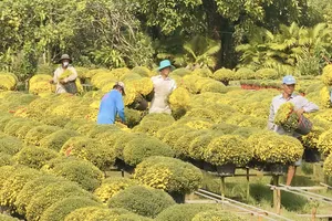 Cúc mâm xôi nở sớm khiến nhiều nhà vườn lao đao