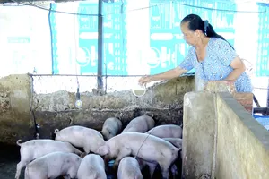 Nhiều hộ nuôi heo còn neo chờ giá tăng dịp cận Tết