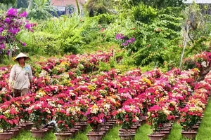 Chợ Lách phấn đấu mỗi năm cung ứng 5 triệu sản phẩm hoa kiểng. Ảnh: TÍN HUY