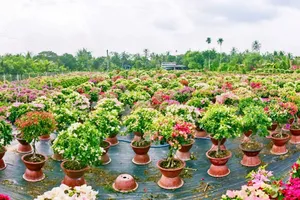 Vùng trồng hoa giấy lớn nhất của tỉnh Vĩnh Long