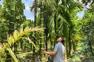 Vườn cau của anh Lê Văn Thế. Ảnh: TÍN HUY