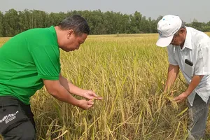 Nông dân TPHCM làm giàu từ lúa ST25