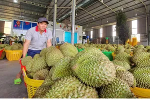 Thận trọng khi giá sầu riêng tăng mạnh