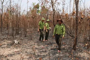 Căng mình phòng chống cháy rừng