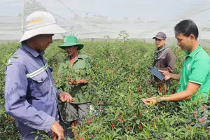 Cây gia vị Châu Pha "đi Tây"