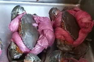 “CỞI TRÓI” CHO CUA