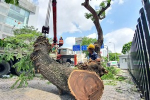 检查、修剪树枝以在雨季确保安全。