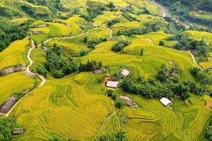 西北梯田稻米成熟的美景。