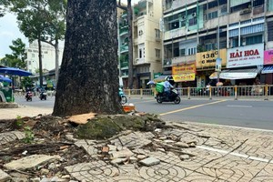 阮知方街一棵绿树已“破坏”人行道，影响都市美观，阻碍行人走道。