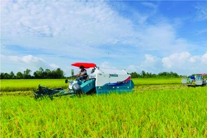 在滀臻省一百万公顷水稻《提案》试行面积收成。