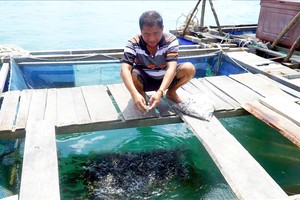 坚江省坚海县赖山岛乡农民的网箱养鱼一隅。