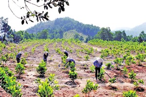植树造林减少碳排放量。