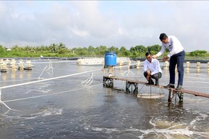 薄寮省推出高新技术集约化养虾模式。