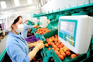 我国果蔬出口市场还有很大的发展余地，但加工质量仍须不懈改进。