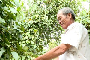 平福省蒲督县清和乡的黄辉煌高兴地收获胡椒。