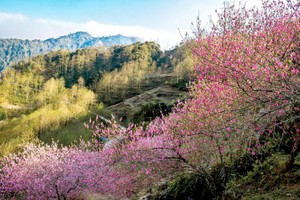赏樱胜地何处“寻”