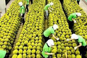 越南果蔬协会代表告知，了解并遵守各个市场的规定是确保果蔬顺利出口的唯一途径。