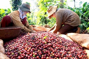 越南咖啡出口价格同比增近七成