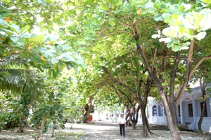 长沙群岛上的道路现已绿树成荫。