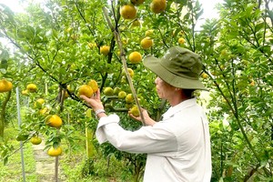 按绿色农业标准来种植会带来更高的经济价值。