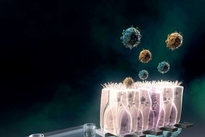 iPSC衍生肺晶片示意图。 〈图片来源：日本京都大学。〉