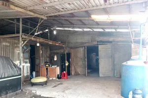 Chất 'phù phép' thịt heo thành thịt bò độc hại như thế nào? 