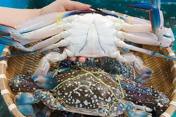 Mỹ tạm hoãn lệnh cấm nhập khẩu ghẹ Việt Nam 