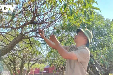 Anh Nguyễn Văn Bằng (phường Gia Sàng, Thái Nguyên) chăm sóc những cây đào sau lũ