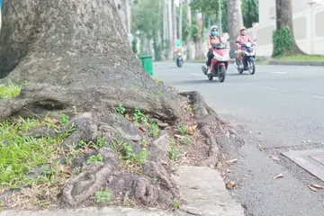 Rễ một cây xanh trên đường Huyền Trân Công Chúa (phường Bến Thành, TPHCM) trồi lên, lấn ra đường đi. Ảnh: MINH HẢI