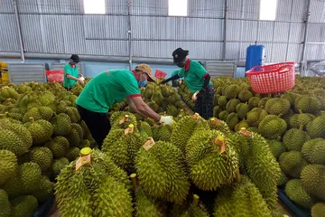 Thu gom sầu riêng chuẩn bị sơ chế, đóng gói xuất khẩu. Ảnh: BỘ NN-MT
