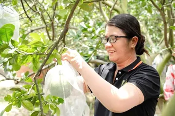 Nghị định thư về kiểm dịch bưởi, chanh xuất khẩu sang Trung Quốc
