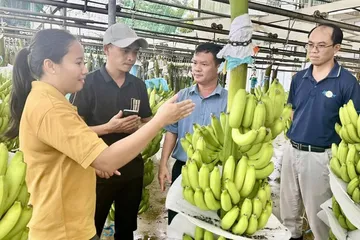 Nhân viên Unifarm tại dây chuyền phân loại, đóng gói chuối thành phẩm. Ảnh: XUÂN TRUNG