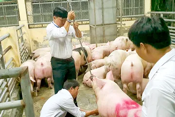 Truy trách nhiệm từng 'mắt xích' vụ heo ăn chất cấm Salbutamol