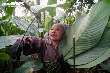 'Thủ phủ' lá dong Tràng Cát nhộn nhịp trước Tết