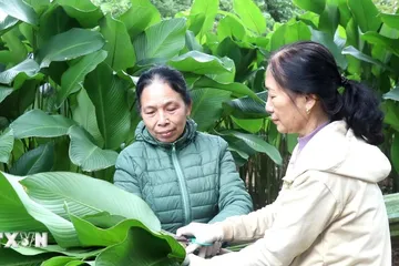 Hành trình 'xuất ngoại' của lá dong Hồng Châu