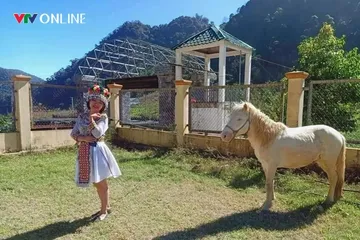 Việc bảo tồn giống ngựa bản địa không chỉ có ý nghĩa khoa học mà còn góp phần tạo điểm nhấn văn hóa – du lịch. Ảnh: Phan Ngọc.